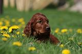 SETTER IRLANDAIS 190